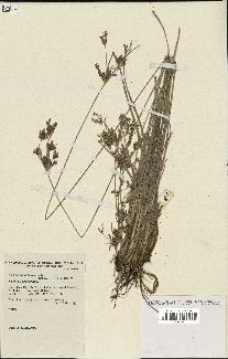 spécimen de Fimbristylis dichotoma