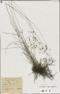 spécimen de Fimbristylis dichotoma