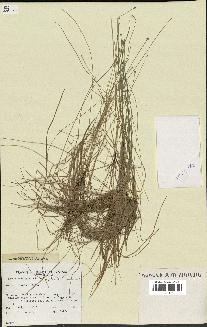 spécimen de Eleocharis geniculata