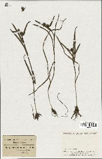 spécimen de Sparganium minimum