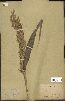 spécimen de Sorghum vulgare