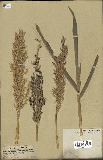 spécimen de Sorghum vulgare