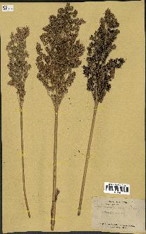 spécimen de Sorghum vulgare