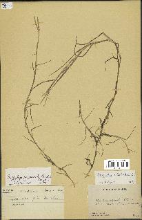 spécimen de Paspalum distichum