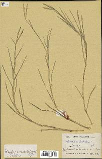 spécimen de Paspalum distichum