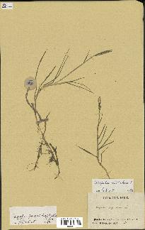 spécimen de Paspalum distichum