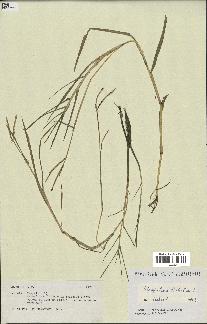 spécimen de Paspalum distichum