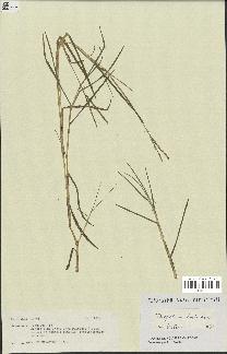 spécimen de Paspalum distichum