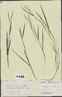 spécimen de Paspalum distichum