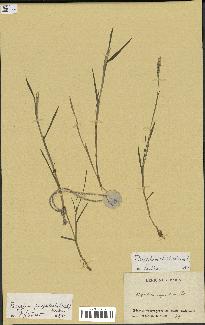 spécimen de Paspalum distichum