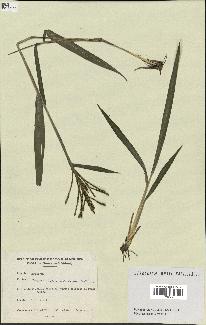 spécimen de Paspalum paniculatum