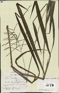 spécimen de Paspalum paniculatum