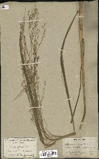 spécimen de Panicum virgatum