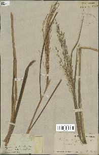 spécimen de Panicum virgatum