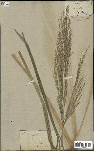 spécimen de Panicum virgatum