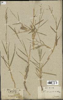 spécimen de Panicum repens