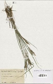 spécimen de Carex lenticularis
