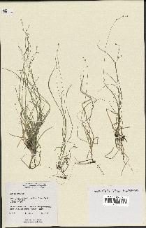 spécimen de Carex disperma