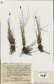 spécimen de Schoenus nigricans