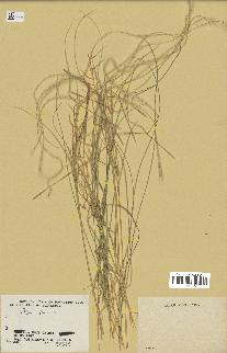 spécimen de Stipa pennata