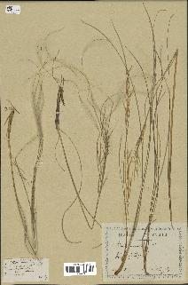 spécimen de Stipa pennata