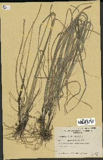 spécimen de Sporobolus indicus