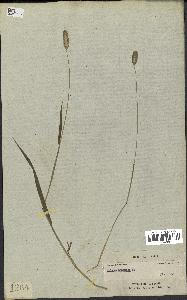 spécimen de Phleum pratense