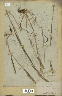 spécimen de Phleum pratense