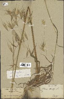 spécimen de Avena sterilis