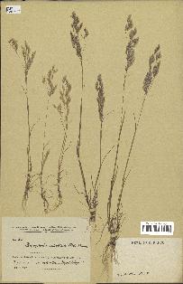 spécimen de Corynephorus articulatus