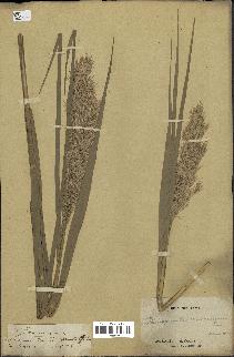 spécimen de Phragmites communis