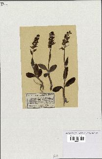 spécimen de Orchis viridis