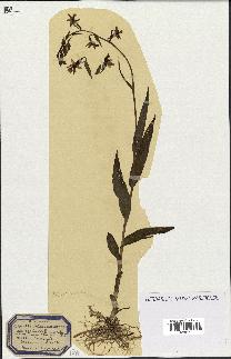 spécimen de Epipactis palustris