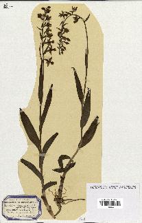 spécimen de Epipactis palustris
