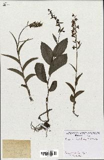 spécimen de Epipactis helleborine