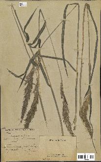 spécimen de Panicum miliaceum