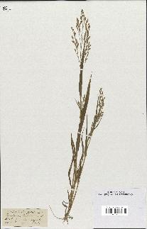 spécimen de Panicum miliaceum