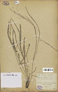 spécimen de Panicum miliaceum