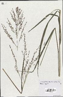 spécimen de Panicum virgatum