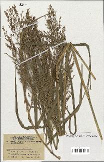 spécimen de Panicum virgatum