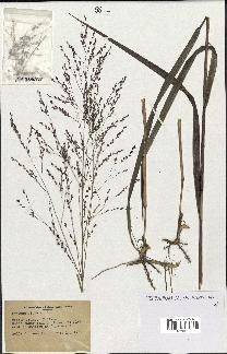 spécimen de Panicum virgatum