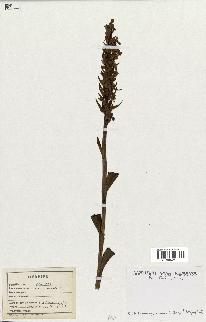 spécimen de Orchis maculata