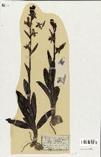 spécimen de Ophrys apifera