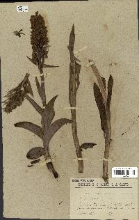 spécimen de Orchis sambucina