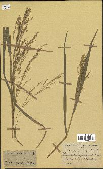 spécimen de Panicum miliaceum