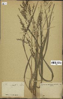 spécimen de Panicum virgatum