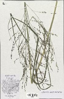 spécimen de Panicum virgatum