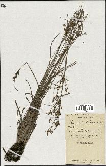 spécimen de Fimbristylis dichotoma