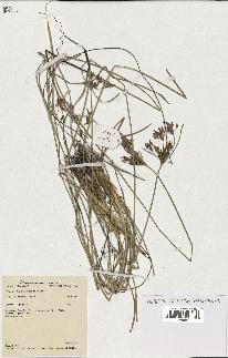 spécimen de Fimbristylis dichotoma