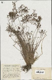 spécimen de Fimbristylis bisumbellata